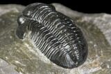 Detailed Gerastos Trilobite Fossil - Morocco #141676-3